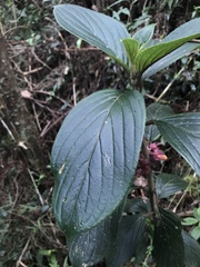 Glossoloma ichthyoderma