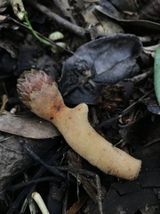 Langsdorffia hypogaea