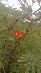 Ipomoea rubriflora