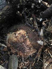 Langsdorffia hypogaea