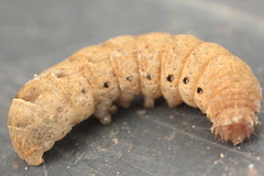 Noctua fimbriata