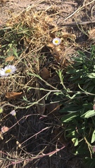 Erigeron bellidiastrum