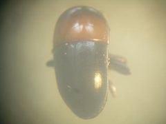 Camptocerus mandelshtami