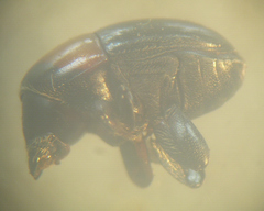 Camptocerus mandelshtami