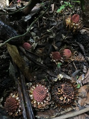 Langsdorffia hypogaea