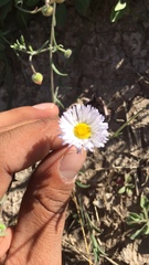 Erigeron bellidiastrum