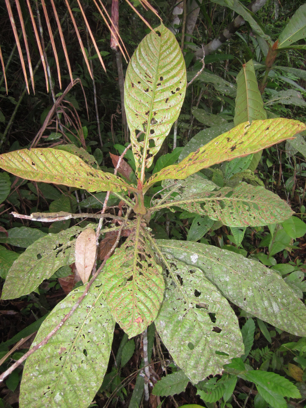 Remijia pacimonica