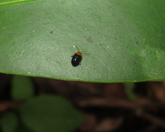 Monomacra