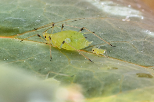 Aphid