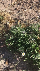Erigeron bellidiastrum