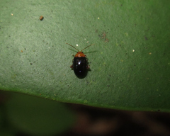 Monomacra