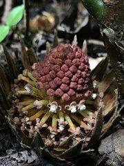 Langsdorffia hypogaea