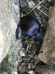 Scaphinotus elevatus