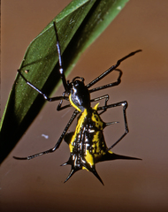 Micrathena vigorsi