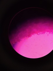 Merulius tremellosus image