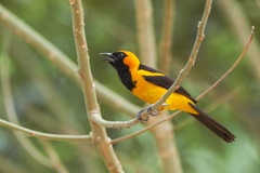 Icterus auricapillus