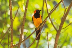 Icterus auricapillus