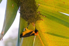 Icterus auricapillus