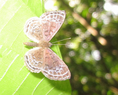 Adelotypa leucophaea