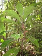 Carpotroche longifolia