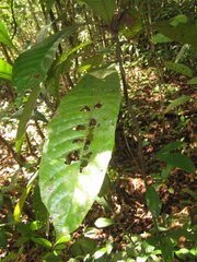 Carpotroche longifolia