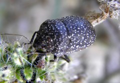 Psacasta exanthematica