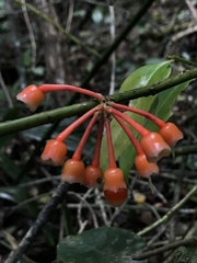 Psammisia graebneriana