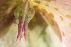 Macrosiphum hellebori