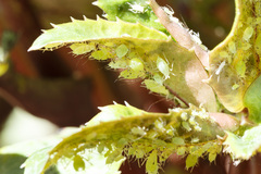 Macrosiphum hellebori