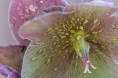 Macrosiphum hellebori