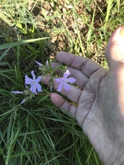 Phlox pilosa