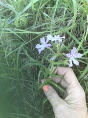 Phlox pilosa
