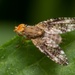 Oxyna parietina - Photo (c) Nikolai Vladimirov, alguns direitos reservados (CC BY-NC), uploaded by Nikolai Vladimirov