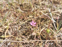 Microsteris gracilis