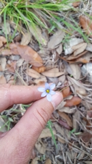 Sisyrinchium chilense