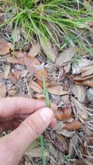 Sisyrinchium chilense