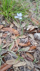 Sisyrinchium chilense