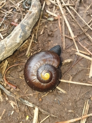 Powelliphanta marchanti