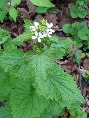 Alliaria petiolata