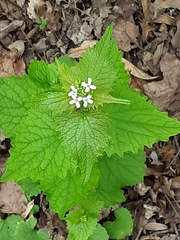 Alliaria petiolata