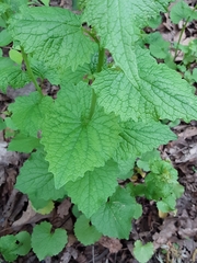 Alliaria petiolata