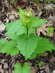 Alliaria petiolata