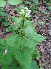 Alliaria petiolata