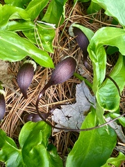 Arisarum proboscideum