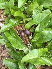 Arisarum proboscideum
