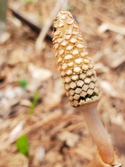 Equisetum sylvaticum