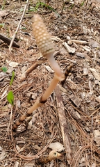 Equisetum sylvaticum