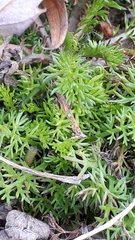 Matricaria discoidea