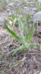 Plantago helleri