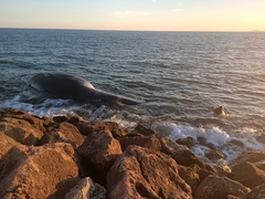 Balaenoptera physalus